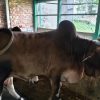 Bull (ষাঁড়) - BL001