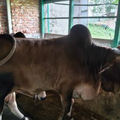 Male - Bull (ষাঁড়)