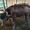 Buffalo (মহিষ) - BF0020
