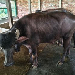 Buffalo (মহিষ) - BF0020