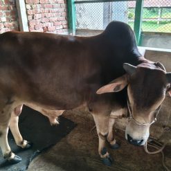 Bull (ষাঁড়) - BL0011