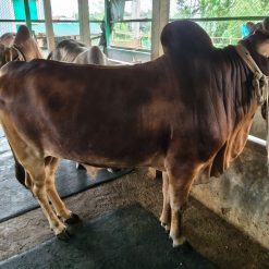 Bull (ষাঁড়) - BL0010