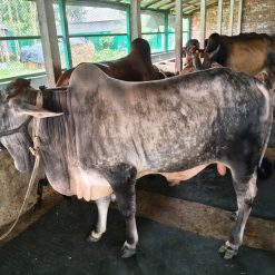 Bull (ষাঁড়) - BL009