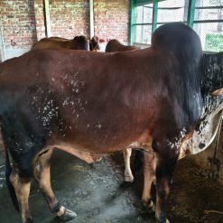 Bull (ষাঁড়) - BL008