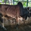 Bull (ষাঁড়) - BL007