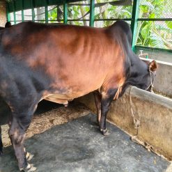 Bull (ষাঁড়) - BL006