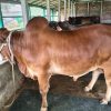 Bull (ষাঁড়) - BL005