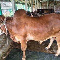 Bull (ষাঁড়) - BL005
