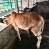 Bull (ষাঁড়) - BL004