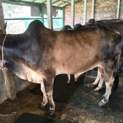 Bull (ষাঁড়) - BL003