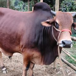 Halal & Safe Qurbani