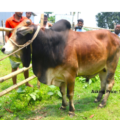 Bull (ষাঁড়) - BL07