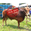 Bull (ষাঁড়) - BL06