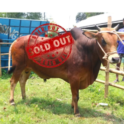 Bull (ষাঁড়) - BL06