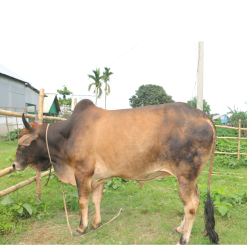 Bull (ষাঁড়) - BL005