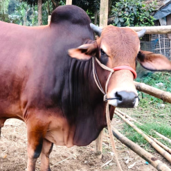 Halal & Safe Qurbani