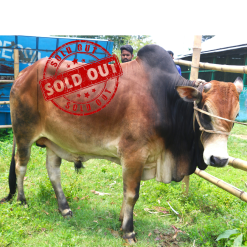 Bull (ষাঁড়) - BL04