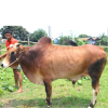 Bull (ষাঁড়) - BL07