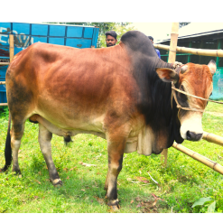 Bull (ষাঁড়) - BL04