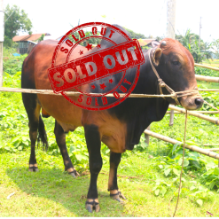 Bull (ষাঁড়) - BL01