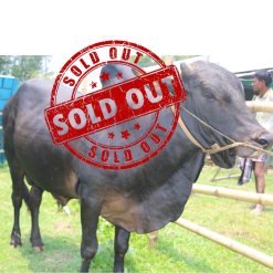 Bull (ষাঁড়) - BL03