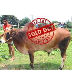 Bull (ষাঁড়) - BL07