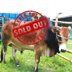 Bull (ষাঁড়) - BL04