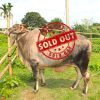 Bull (ষাঁড়) - BL12
