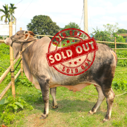 Bull (ষাঁড়) - BL12