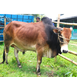 Bull (ষাঁড়) - BL002