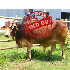 Bull (ষাঁড়) - BL08
