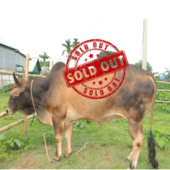 Bull (ষাঁড়) - BL14