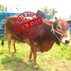 Bull (ষাঁড়) - BL13