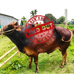 Bull (ষাঁড়) - BL15