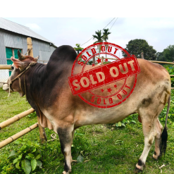 Bull (ষাঁড়) - BL16