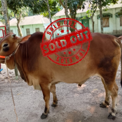 Bull (ষাঁড়) - BL19