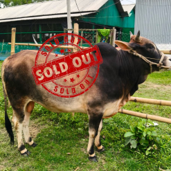 Bull (ষাঁড়) - BL17