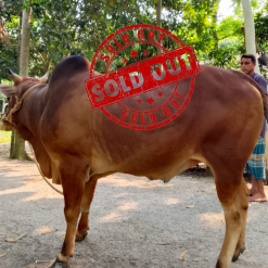 Bull (ষাঁড়) - BL18