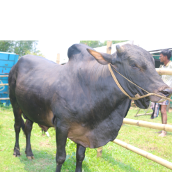 Bull (ষাঁড়) - BL003