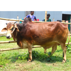 Bull (ষাঁড়) - BL006