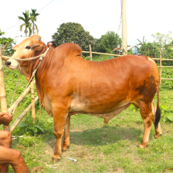 Bull (ষাঁড়) - BL0010