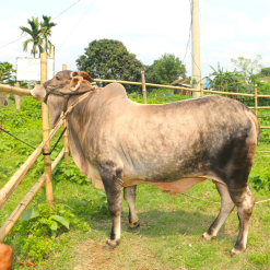 Bull (ষাঁড়) - BL009