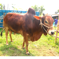 Bull (ষাঁড়) - BL008