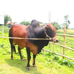 Bull (ষাঁড়) - BL01